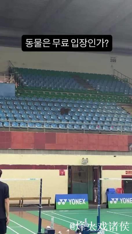 惊奇！印度羽毛球公开赛观众席现猴子闯入